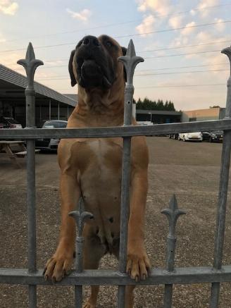 okazja samochody osobowe Bentley EX30 Security 2019/9